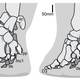 Image for article titled The Science of Anatomy is Undergoing a Revival